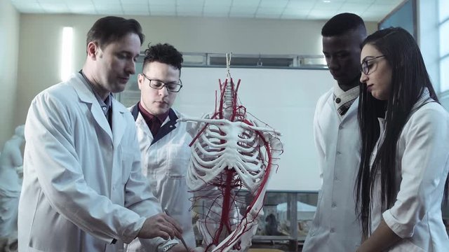 Group of diverse young interns or medical students at an anatomy lecture with a doctor demonstrating the structure of the human skeleton and circulatory system