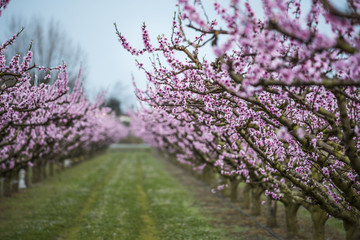 Magnificent field of peach trees in bloom