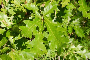 The sun shining on the green leaves.
