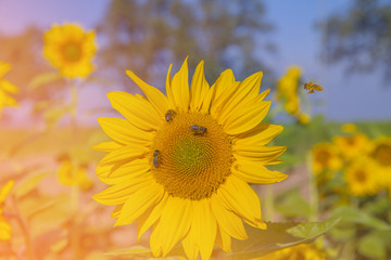 There are many sunflowers on a big field. There are a few bumblebees on on of them and are collecting nectar.