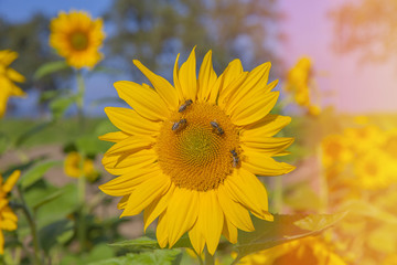 We can see a yellow sunflower which is enjoying the sunshine and the heat. It is blossoming in the summer. There are a few bumblebees on the flower.