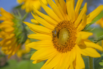 We can see a yellow sunflower which is enjoying the sunshine and the heat. It is blossoming in the summer. There is one bumblebee on it.