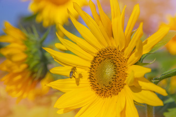 We can see a yellow sunflower which is enjoying the sunshine and the heat. It is blossoming in the summer. A big bumblebee is approaching the sunflower.