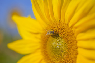 We can see a yellow sunflower which is enjoying the sunshine and the heat. It is blossoming in the summer. One bumblebee is walking on it.