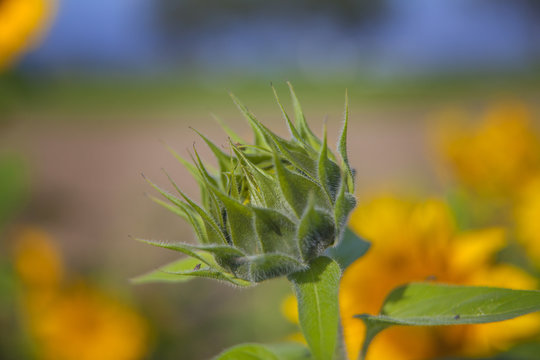 This sunflower isn't blossoming yet. There are many beautiful yellow flowers around. The day is gorgeous.