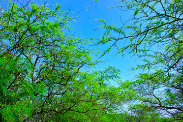 新緑と青空
