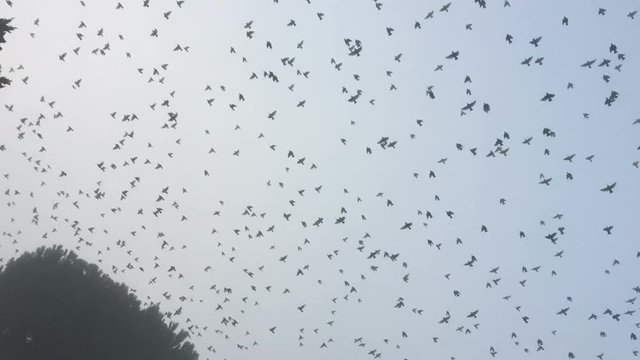 Flock of crow flying in the sky
