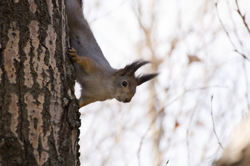 Белка сидит на дереве и грызёт орехи.
