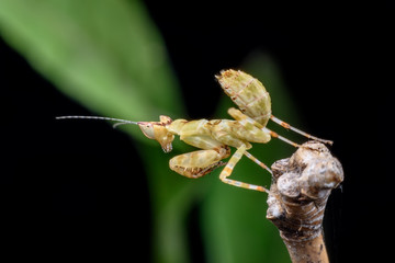 Close up tiny Mantis on branch