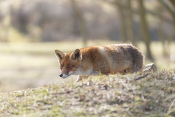 Naklejka na ściany i meble Red fox in nature on a sunny spring day 