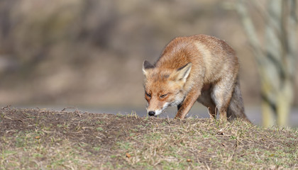 Naklejka na ściany i meble Red fox in nature on a sunny spring day 