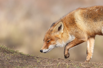 Red fox in nature on a sunny spring day
