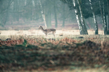 Obraz na płótnie Canvas Fallow deer doe standing in misty field.