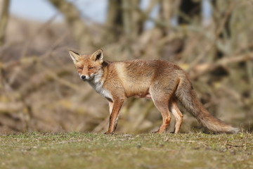 Red fox in nature on a sunny spring day
