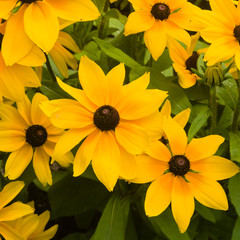 Black Eyed Susan, Rudbeckia hirta, red and yellow flowers close-up, selective focus, shallow DOF