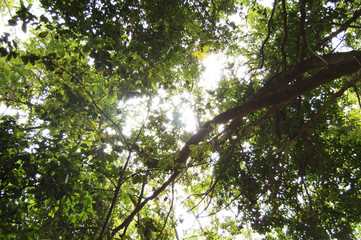 The sun peeks through the treetops