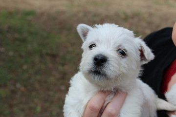 Westie Puppy