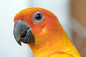 Colorful parrot - Sun Conure (Aratinga solstitialis), side and face profile 
