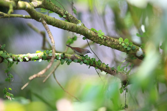Bold-striped tit-babbler (Macronus bornensis) in Borneo, Malaysia
