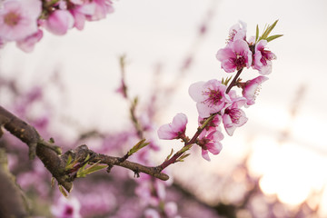 Peach trees in bloom in spring, detail, closeup
