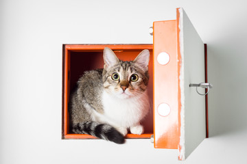 Sweet cat inside strongbox