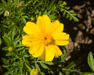 Yellow flower of Youth-and-age, Zinnia elegans, close-up, selective focus, shallow DOF