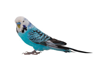 budgie