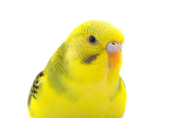 budgie