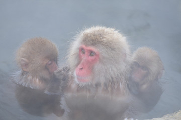 温泉に入る猿の親子
