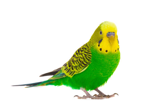 Fototapeta budgie