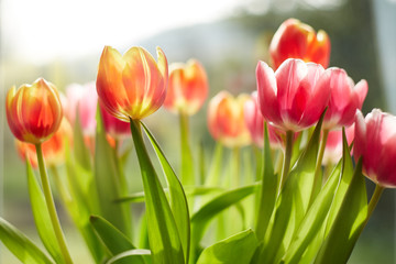 tulpen