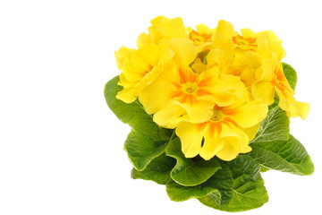 Beautiful fresh yellow primula flower with on white background, left you can write some text.