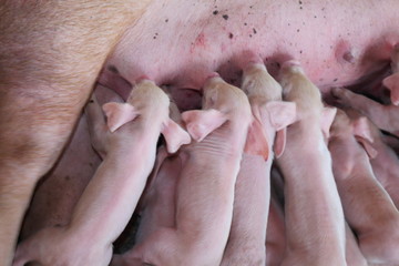 Pig eating a small white milk.