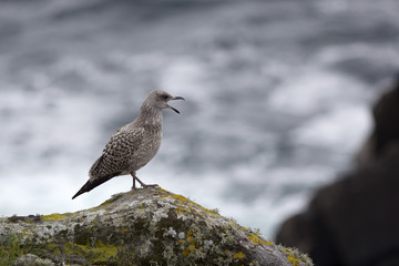 Young seagull screaming
