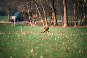 Grazing roe deer buck with bark antlers.