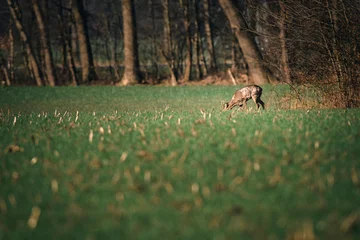 Photo sur Plexiglas Cerf Le pâturage des chevreuils buck dans le champ près des buissons.