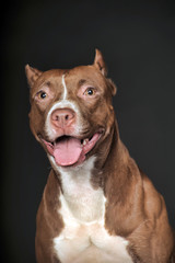 American Staffordshire Terrier, close-up, on dark background