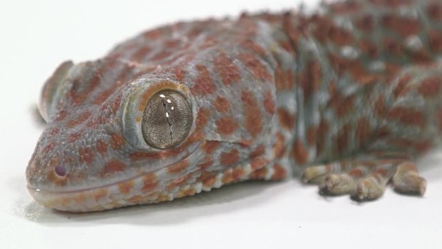 Tokay Gecko portrait shot on white 