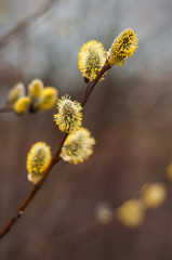 Willow branches with buds. Early spring forest blooms with willow tree flowers and bumblebee. Symbol of Easter. Flowering tree in spring.  Yellow catkins after rain. 
