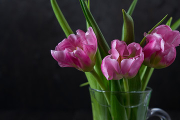 Fresh pink tulip flowers bouquet in a glass jar on dark background