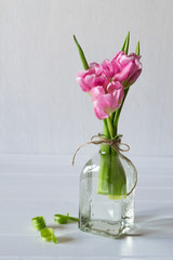 Fresh pink tulip flowers bouquet in a glass jar on white background