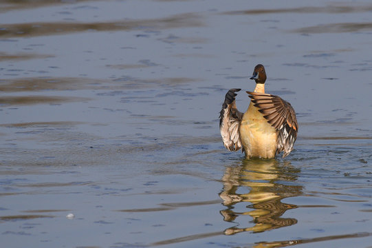 Anatra codone (anas acuta) maschio ferma sul lago che sbatte le ali nell'applauso 