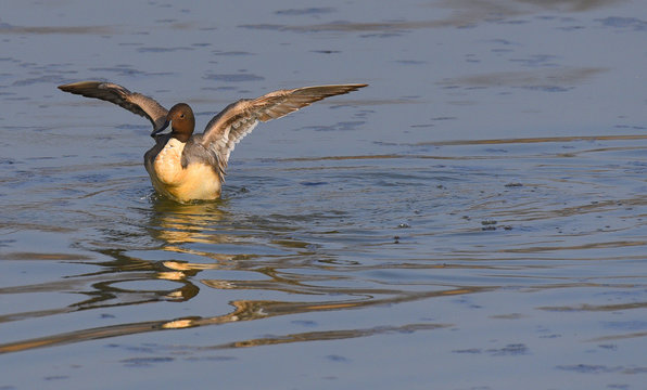 Anatra codone (anas acuta) maschio ferma sul lago che apre le ali