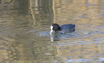Anatra folaga che mangia sul lago