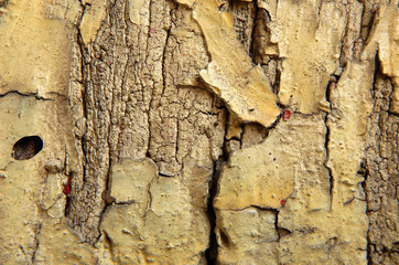 old wooden painted and cracks texture Background