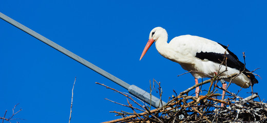 Storch