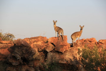 Small Antelope (Steenbok) on Rock in Sunlight