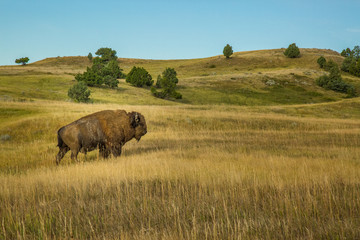 Bison, Badlands, South Dakota
