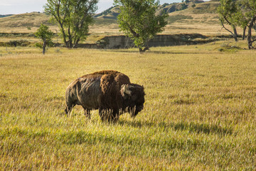 Bison, Badlands, South Dakota