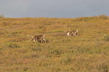 Barren Ground Caribou Bulls in Velvet